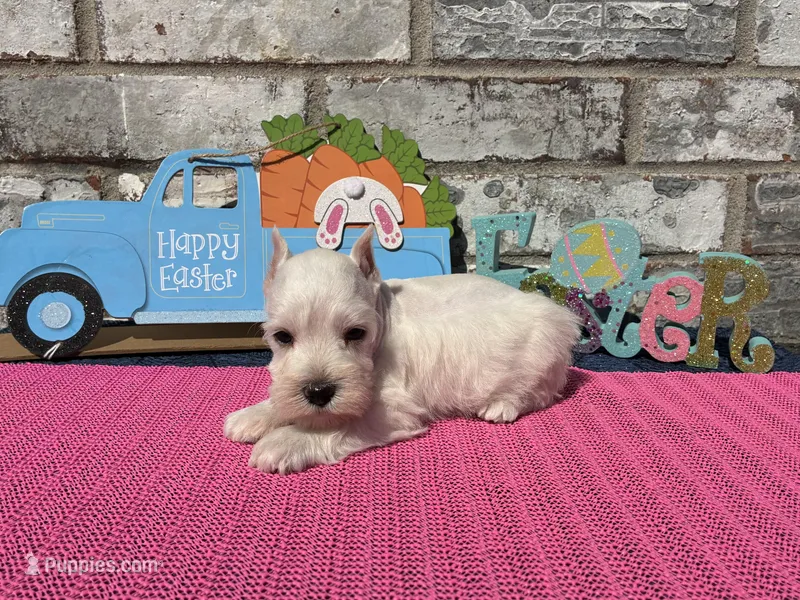 Luna – Miniature Schnauzer puppy for sale in Paris, TX