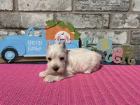 Luna, a female Miniature Schnauzer for sale in Paris, TX – Photo 2 of 10