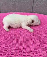 Luna, a female Miniature Schnauzer for sale in Paris, TX – Photo 4 of 9