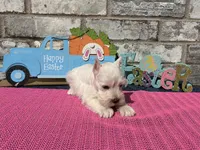 Luna, a female Miniature Schnauzer for sale in Paris, TX – Photo 10 of 10