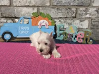 Luna, a female Miniature Schnauzer for sale in Paris, TX – Photo 9 of 10