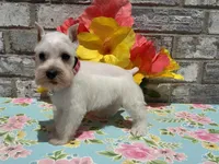 Luna, a female Miniature Schnauzer for sale in Paris, TX – Photo 4 of 6