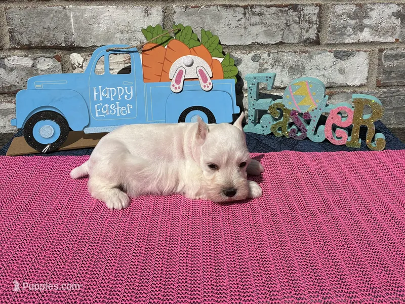 Luna – Miniature Schnauzer puppy for sale in Paris, TX