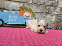 Luna, a female Miniature Schnauzer for sale in Paris, TX – Photo 3 of 10