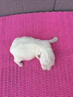 Luna, a female Miniature Schnauzer for sale in Paris, TX – Photo 9 of 9