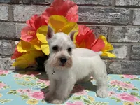 Luna, a female Miniature Schnauzer for sale in Paris, TX – Photo 6 of 6