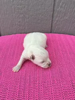 Luna, a female Miniature Schnauzer for sale in Paris, TX – Photo 6 of 9