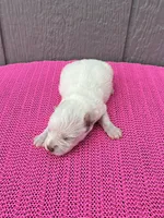 Luna, a female Miniature Schnauzer for sale in Paris, TX – Photo 3 of 9