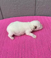 Luna, a female Miniature Schnauzer for sale in Paris, TX – Photo 5 of 9