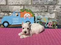 Luna, a female Miniature Schnauzer for sale in Paris, TX – Photo 5 of 10