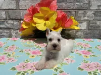 Luna, a female Miniature Schnauzer for sale in Paris, TX – Photo 5 of 6