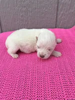 Luna, a female Miniature Schnauzer for sale in Paris, TX – Photo 2 of 9