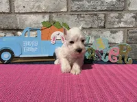 Luna, a female Miniature Schnauzer for sale in Paris, TX – Photo 8 of 10