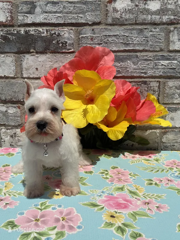 Luna – Miniature Schnauzer puppy for sale in Paris, TX