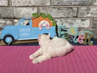 Luna, a female Miniature Schnauzer for sale in Paris, TX – Photo 4 of 10