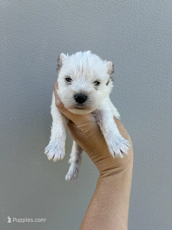 Luna – Miniature Schnauzer puppy for sale in Paris, TX