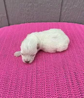 Luna, a female Miniature Schnauzer for sale in Paris, TX – Photo 8 of 9