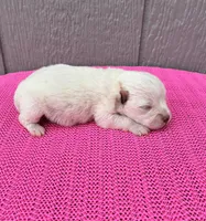 Luna, a female Miniature Schnauzer for sale in Paris, TX – Photo 1 of 9