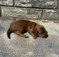 Rose, a female Miniature Dachshund for sale in Paris, TX – 2 of 10