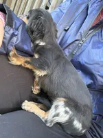 Poppy, a female Miniature Dachshund for sale in Paris, TX – 10 of 10