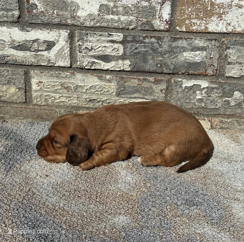 Rose – Miniature Dachshund puppy for sale in Paris, TX