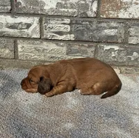 Rose (dapple), a female Miniature Dachshund for sale in Paris, TX – 2 of 10