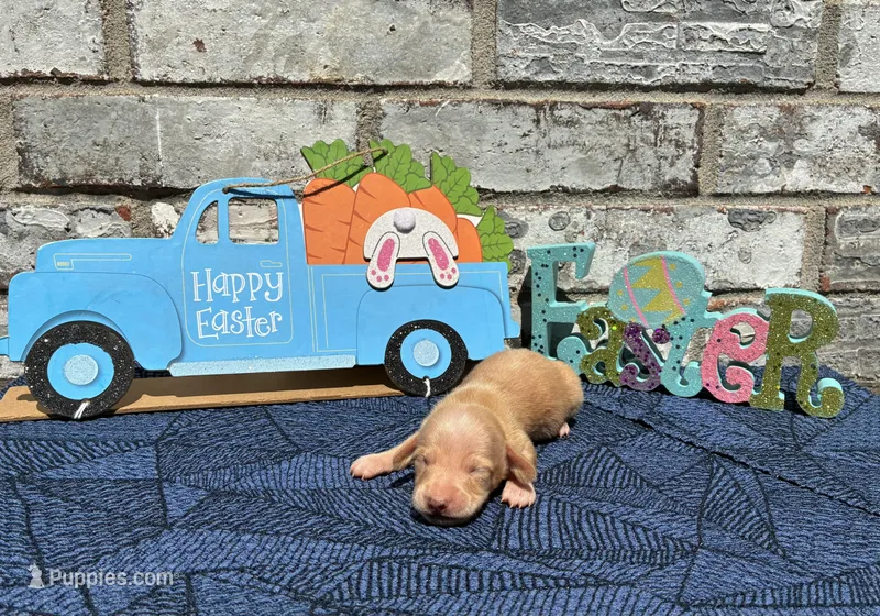 Jasper – Miniature Dachshund puppy for sale in Paris, TX