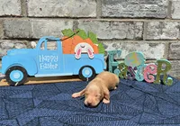 Jasper, a male Miniature Dachshund for sale in Paris, TX – Photo 1 of 8