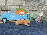 Jasper, a male Miniature Dachshund for sale in Paris, TX – Photo 3 of 8