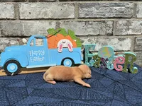 Jasper, a male Miniature Dachshund for sale in Paris, TX – Photo 2 of 8