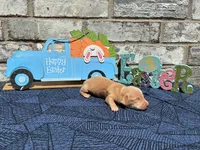 Jasper, a male Miniature Dachshund for sale in Paris, TX – Photo 7 of 8