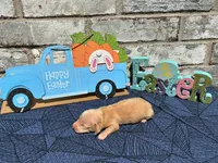 Jasper, a male Miniature Dachshund for sale in Paris, TX – Photo 8 of 8