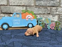 Jasper, a male Miniature Dachshund for sale in Paris, TX – Photo 6 of 8