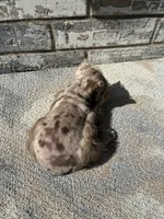 Cocoa , a female Miniature Schnauzer for sale in Paris, TX – 7 of 10