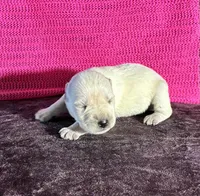 Tilly , a female Miniature Schnauzer for sale in Paris, TX – Photo 3 of 5