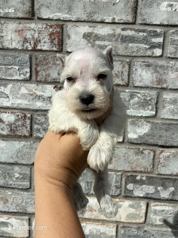 Tilly  – Miniature Schnauzer puppy for sale in Paris, TX