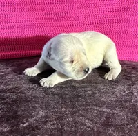 Tilly , a female Miniature Schnauzer for sale in Paris, TX – Photo 2 of 5