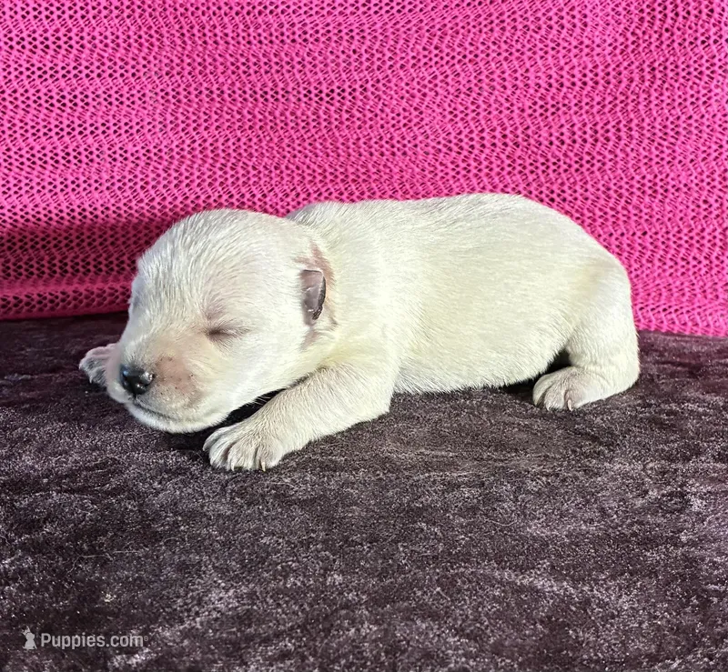 Tilly  – Miniature Schnauzer puppy for sale in Paris, TX