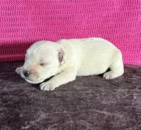 Tilly , a female Miniature Schnauzer for sale in Paris, TX – Photo 1 of 5