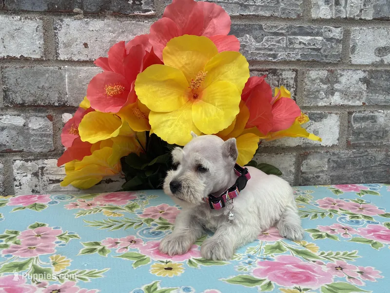 Tilly  – Miniature Schnauzer puppy for sale in Paris, TX