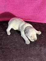 Tilly , a female Miniature Schnauzer for sale in Paris, TX – Photo 5 of 5