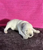 Tilly , a female Miniature Schnauzer for sale in Paris, TX – Photo 4 of 5