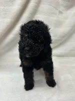 Zoro, a male Poodle - Toy  for sale in Paris, TX – 2 of 6
