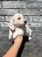 Sampson dapple, a male Miniature Dachshund for sale in Paris, TX – 1 of 8
