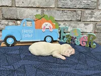 Sampson, a male Miniature Dachshund for sale in Paris, TX – Photo 4 of 6