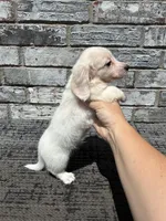 Sampson dapple, a male Miniature Dachshund for sale in Paris, TX – 8 of 8