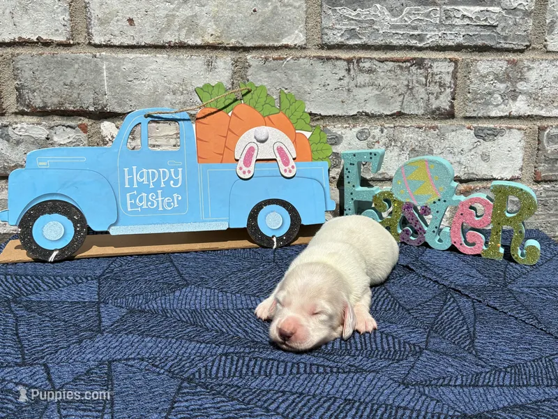 Sampson – Miniature Dachshund puppy for sale in Paris, TX