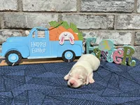 Sampson, a male Miniature Dachshund for sale in Paris, TX – Photo 1 of 6