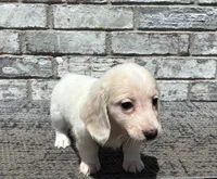 Sampson dapple, a male Miniature Dachshund for sale in Paris, TX – 3 of 8