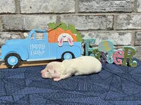 Sampson, a male Miniature Dachshund for sale in Paris, TX – Photo 6 of 6